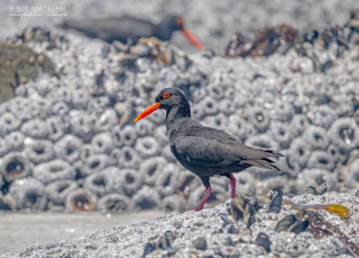 Huîtrier de Moquin - ML646507056