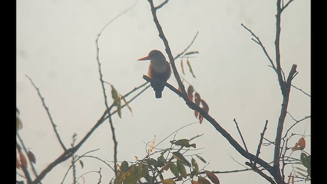 ledňáček šedohlavý - ML646507058