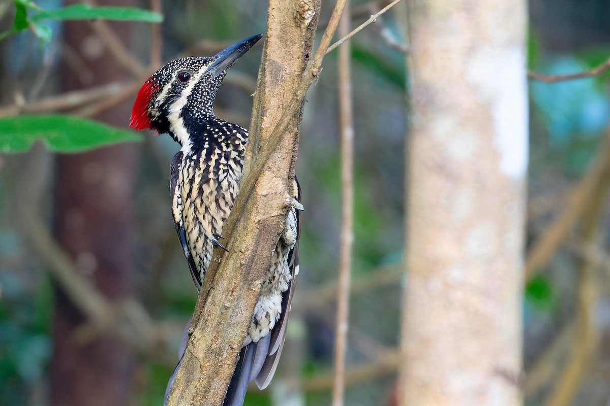 Бенгальский дятел-султан - ML646507060