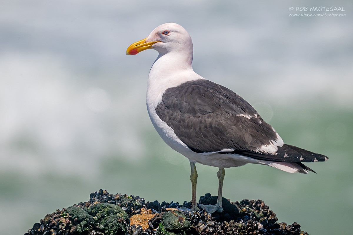 Goéland dominicain - ML646507061