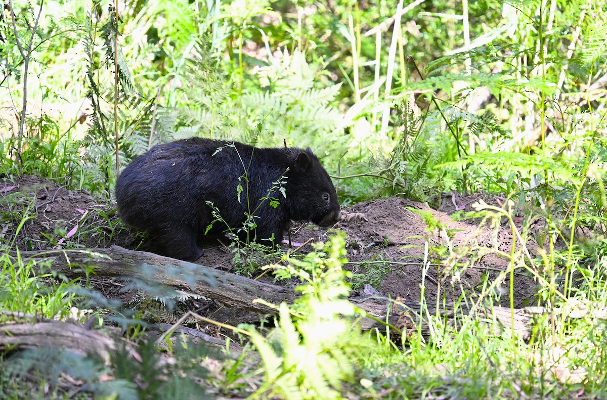 Bare-nosed Wombat - ML646507062
