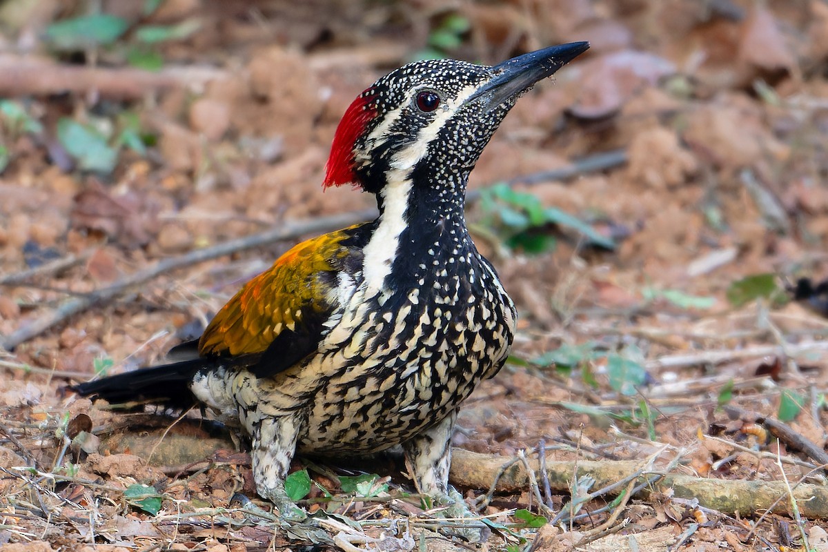 Бенгальский дятел-султан - ML646507063