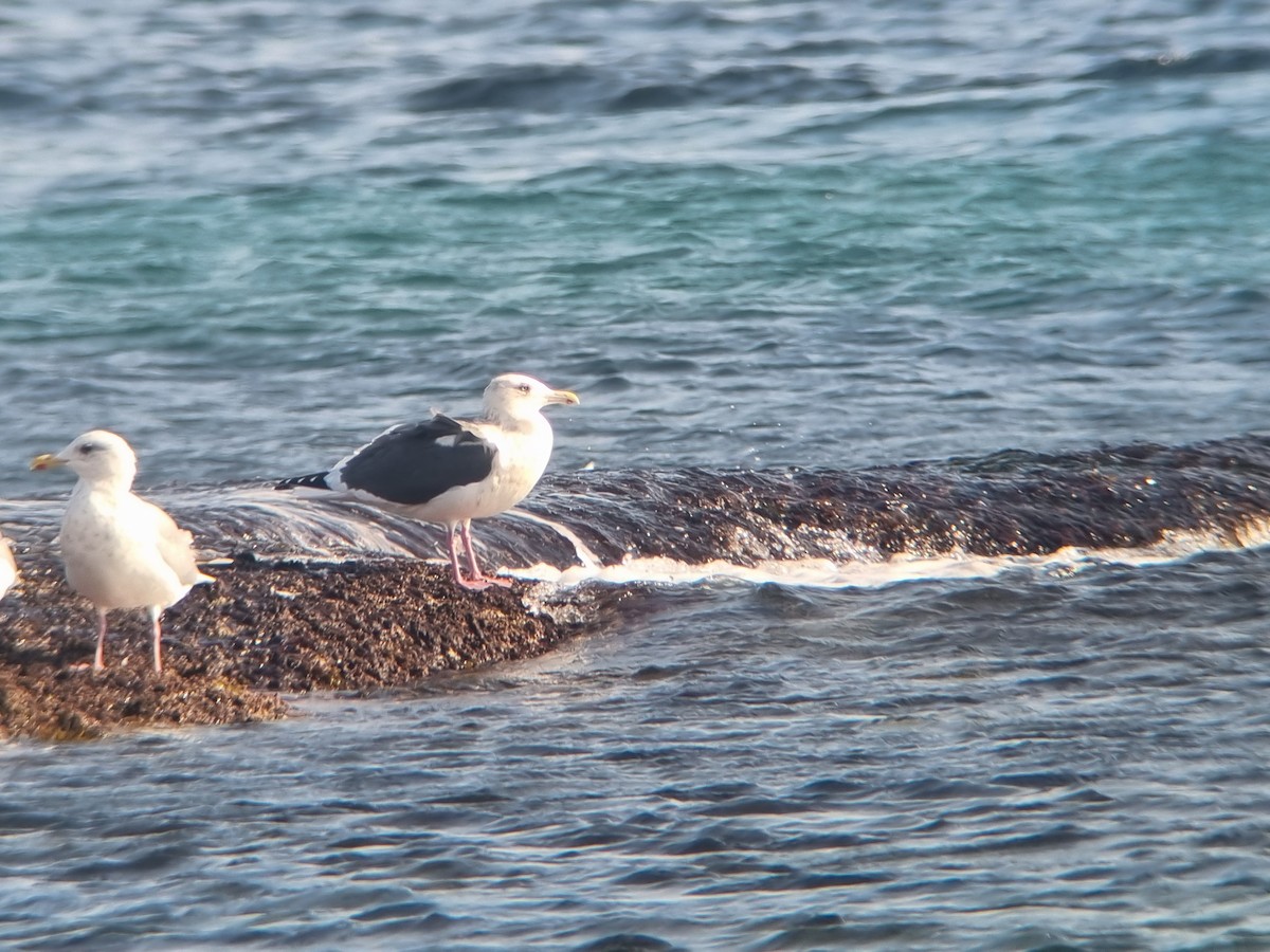 Slaty-backed Gull - ML646507064
