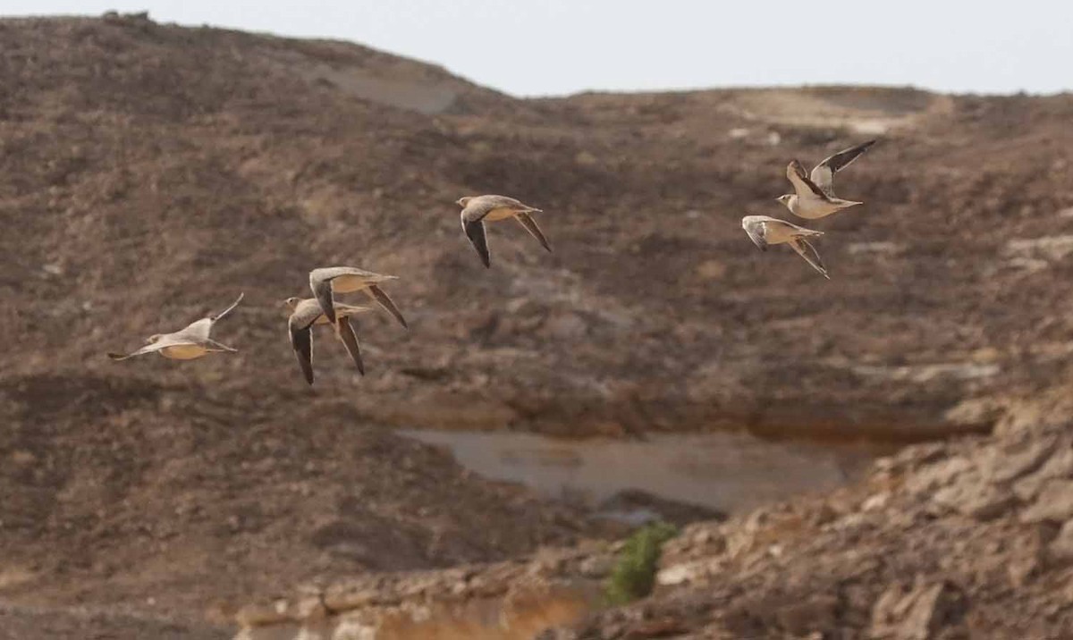 קטת כתר - ML646507065
