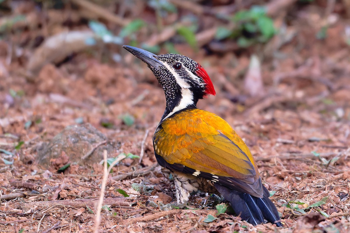 Бенгальский дятел-султан - ML646507067