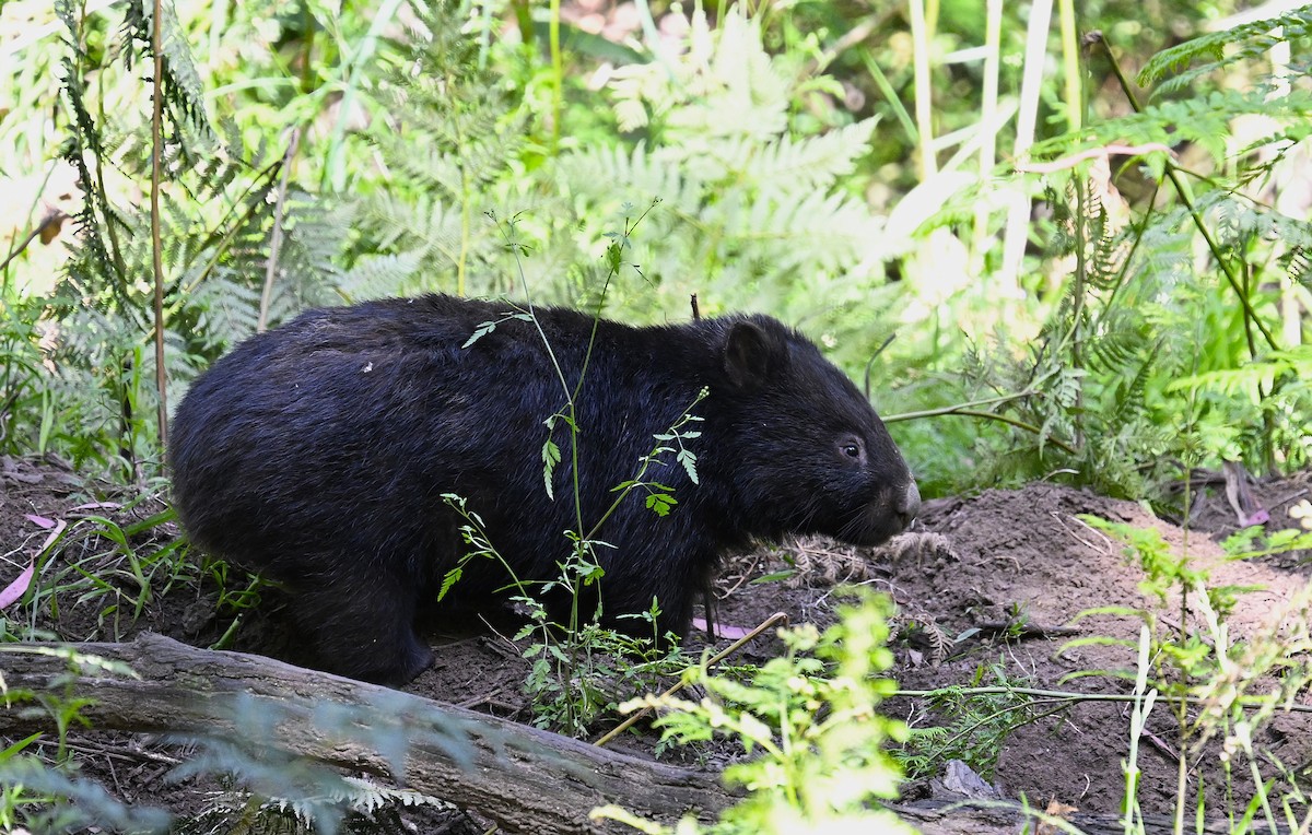 Bare-nosed Wombat - ML646507069