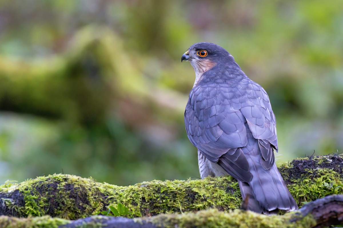 Épervier d'Europe - ML646507070