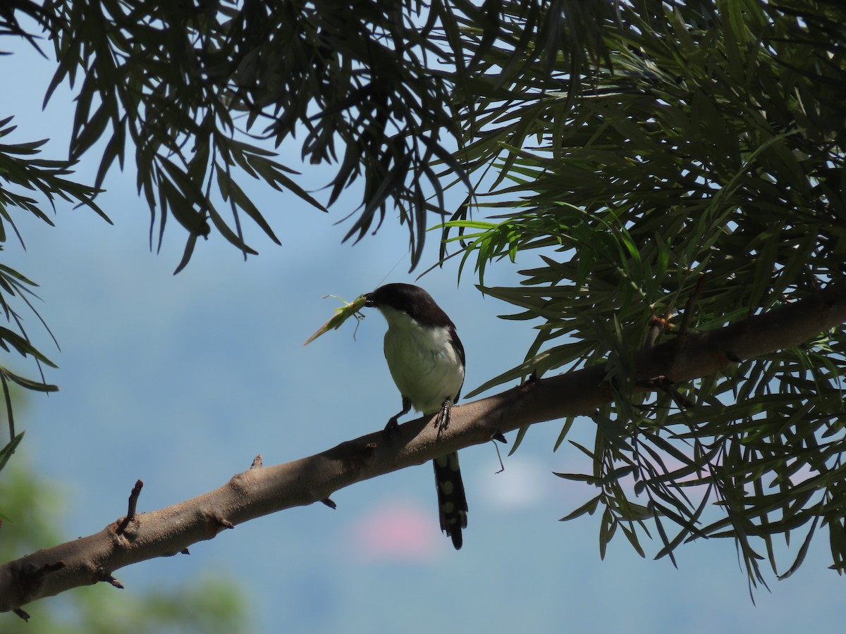 Northern Fiscal - ML646507071