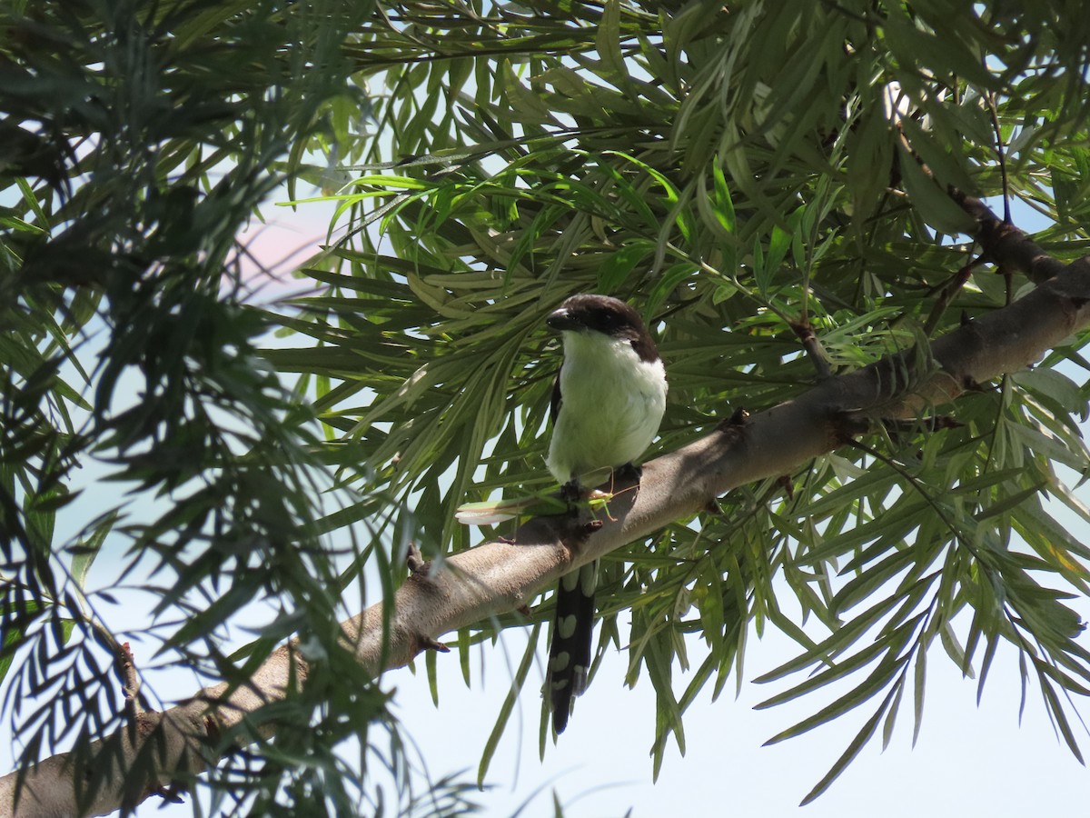 Northern Fiscal - ML646507072