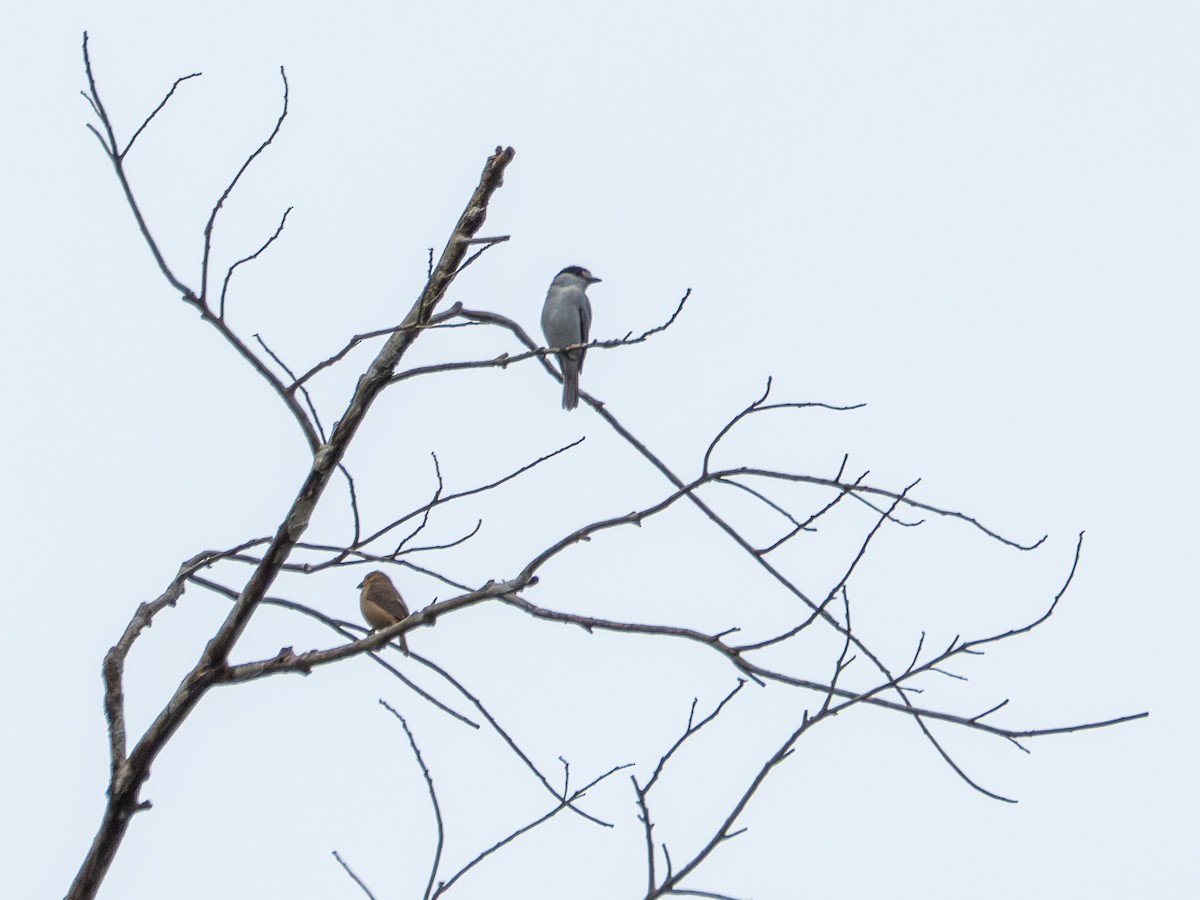 Cinereous Becard - ML646507073