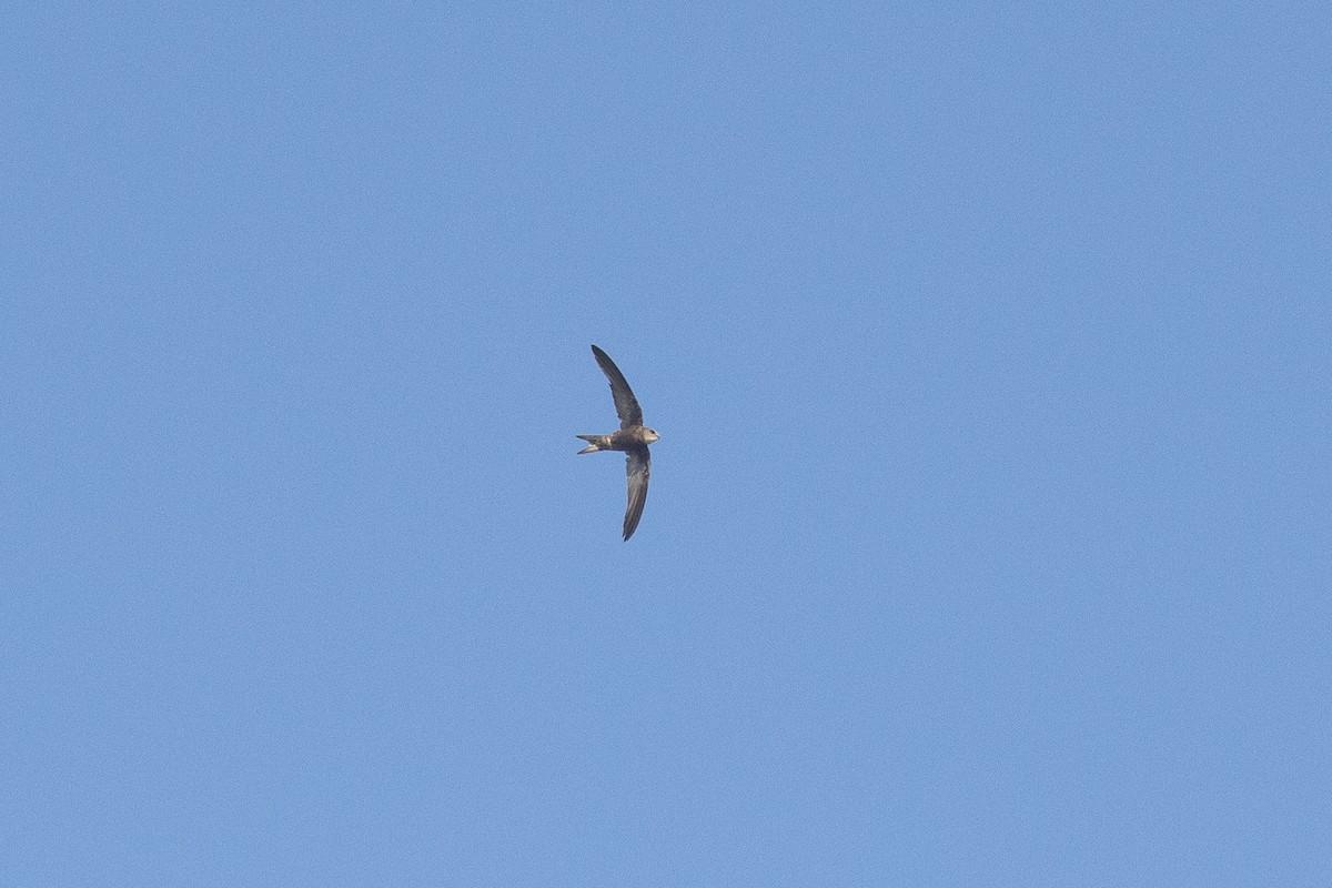 Forbes-Watson's Swift - ML646507074