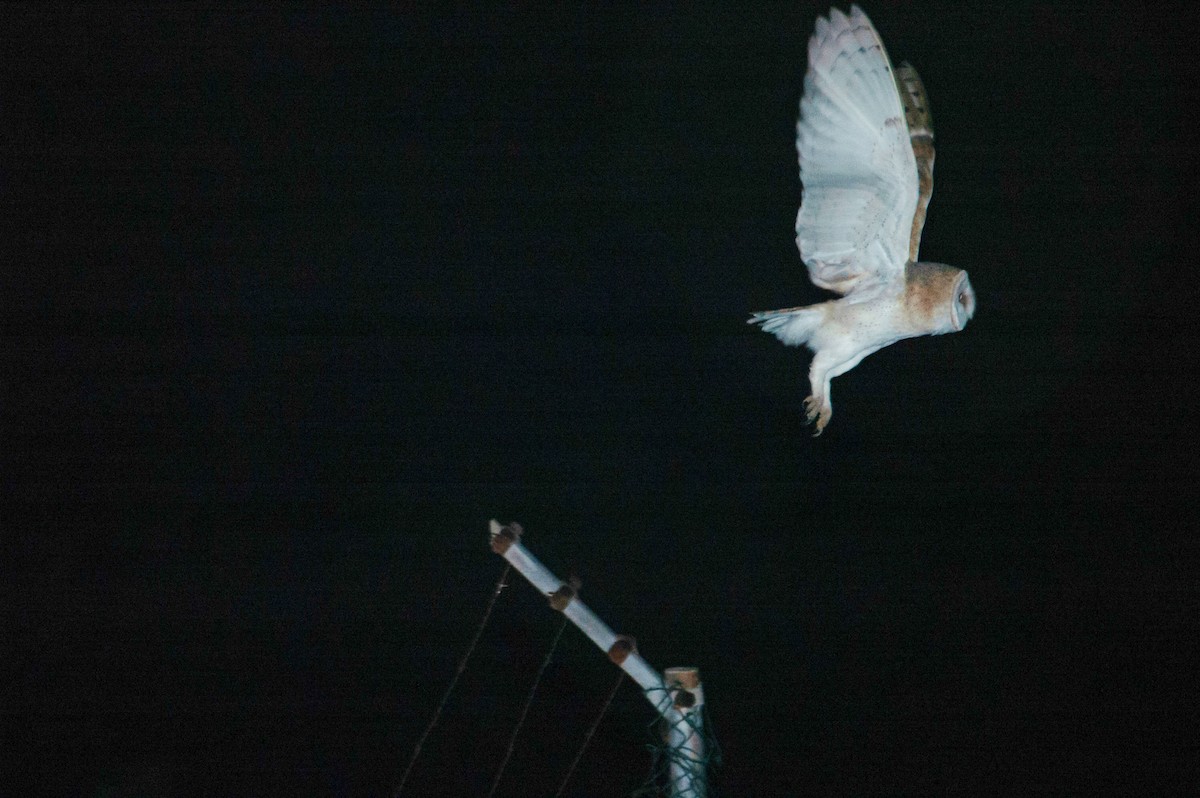 Western Barn Owl - ML646507075