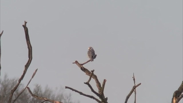 Black-winged Kite (African) - ML646507082