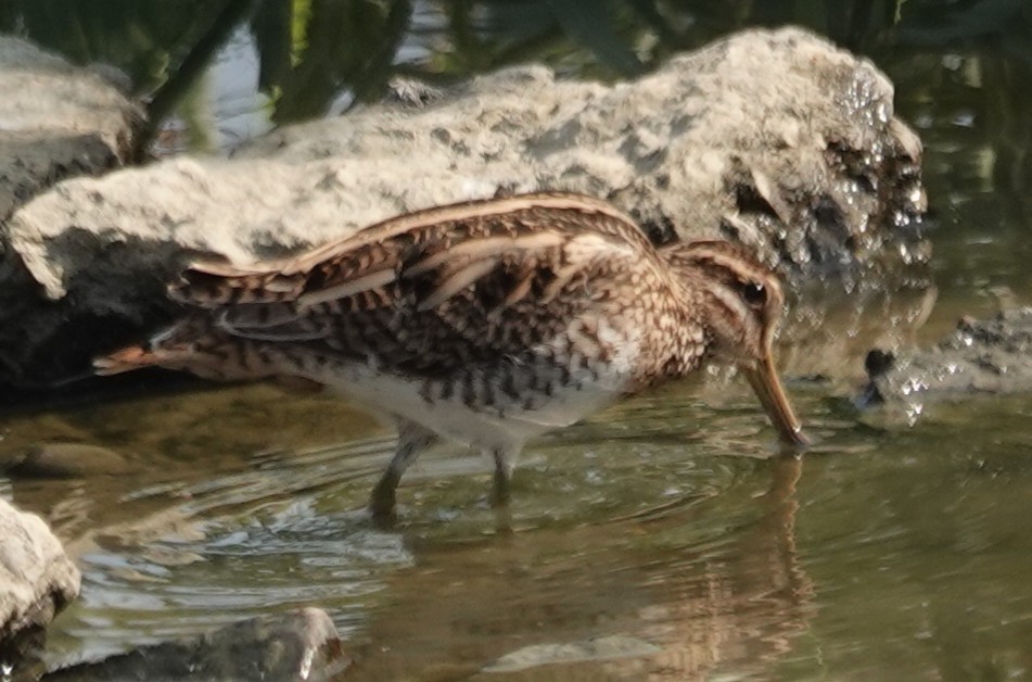 bekasina otavní - ML646507085