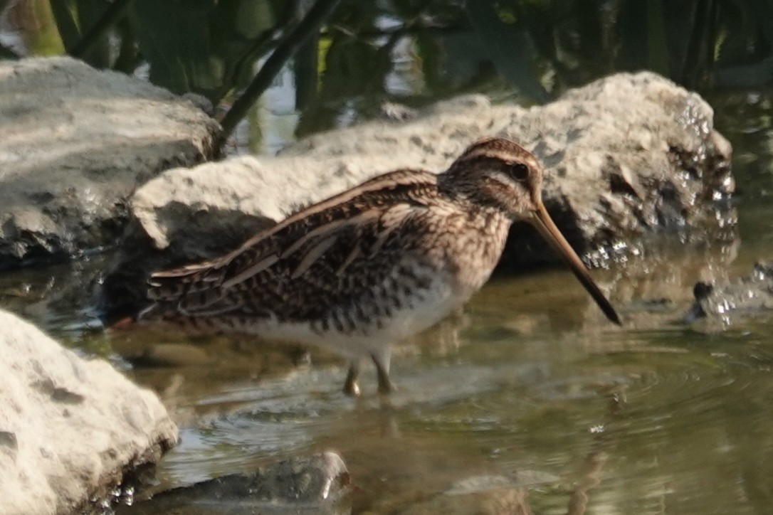 bekasina otavní - ML646507086