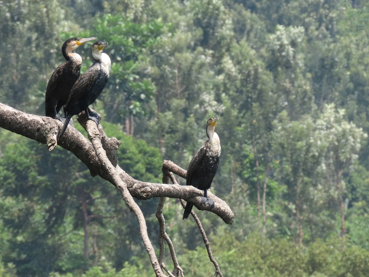 Great Cormorant - ML646507088