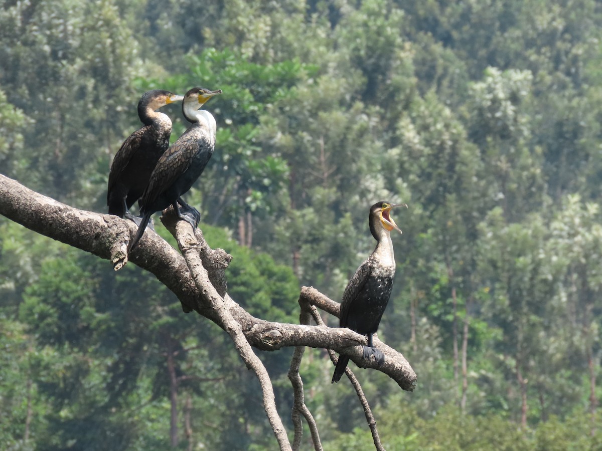 Great Cormorant - ML646507089
