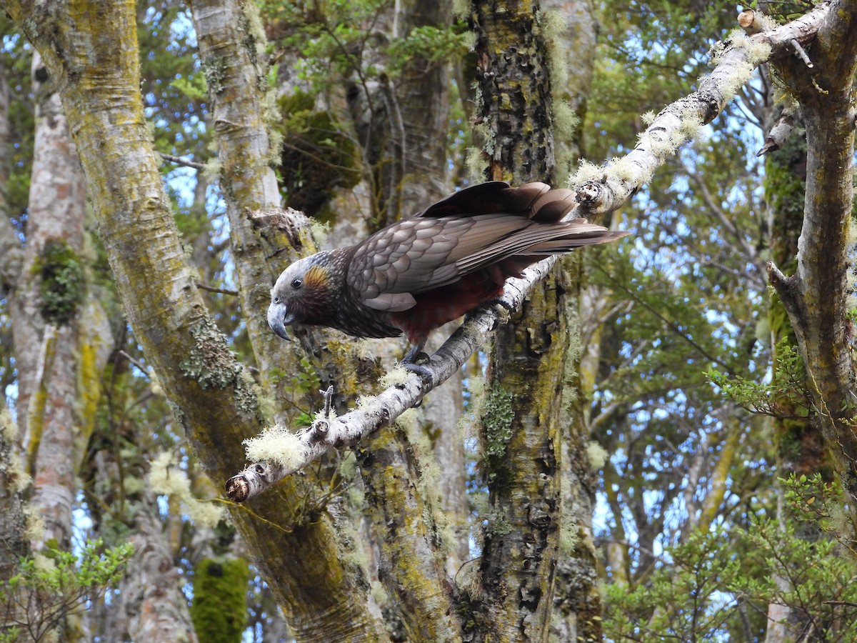 Nestor superbe - ML646507090