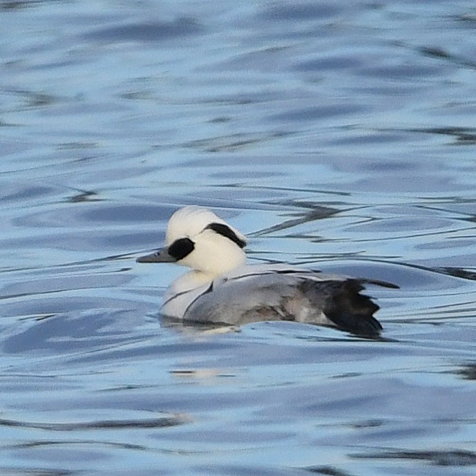 lappfiskand - ML646507102