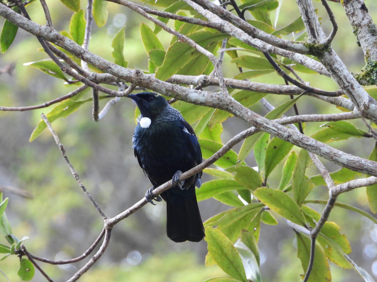 Méliphage tui - ML646507103