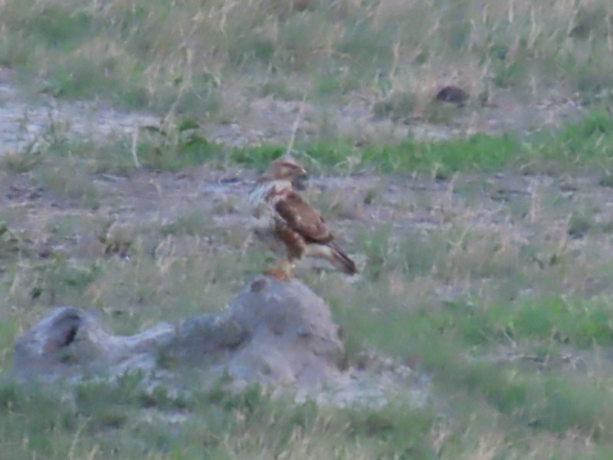 Buse variable - ML646507104