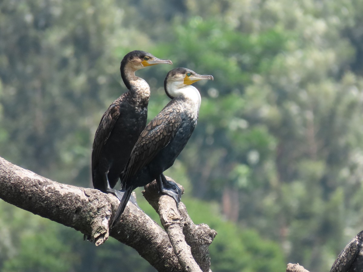 Great Cormorant - ML646507105