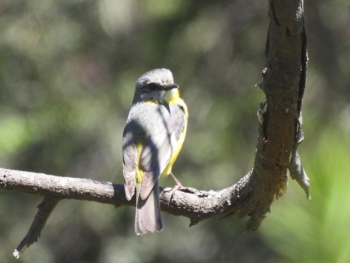 gulbrystflueskvett - ML646507107