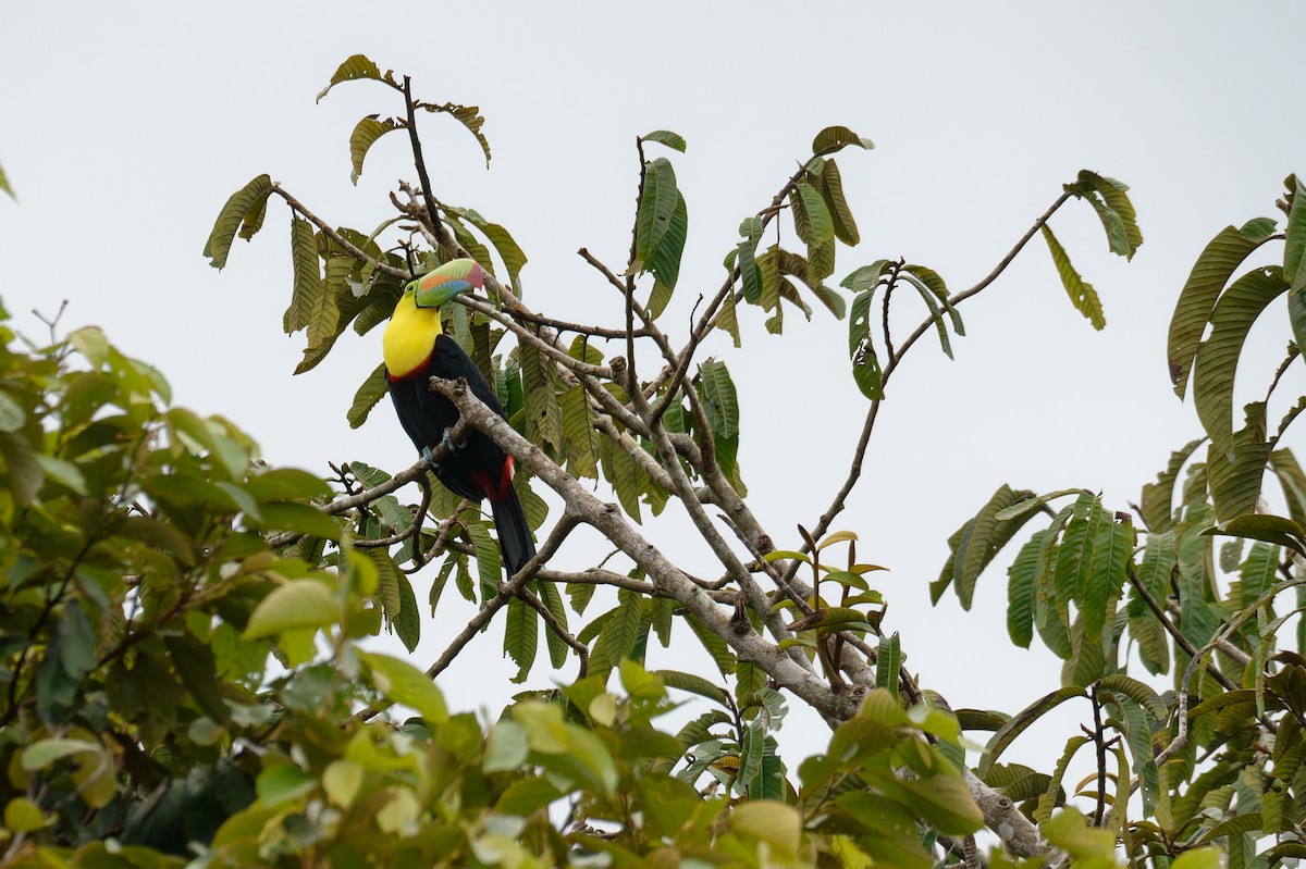 Tucán Piquiverde - ML646507109