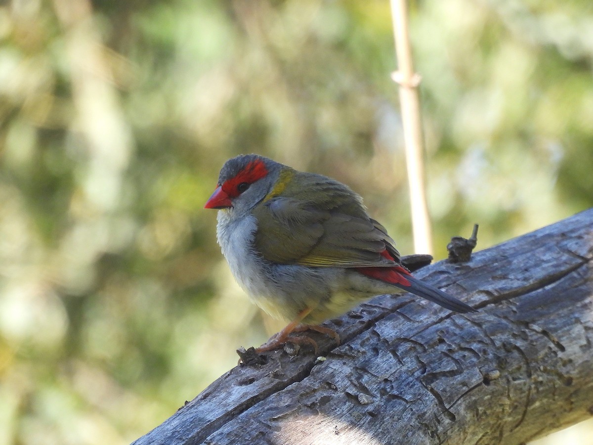 Diamante Cejirrojo - ML646507116