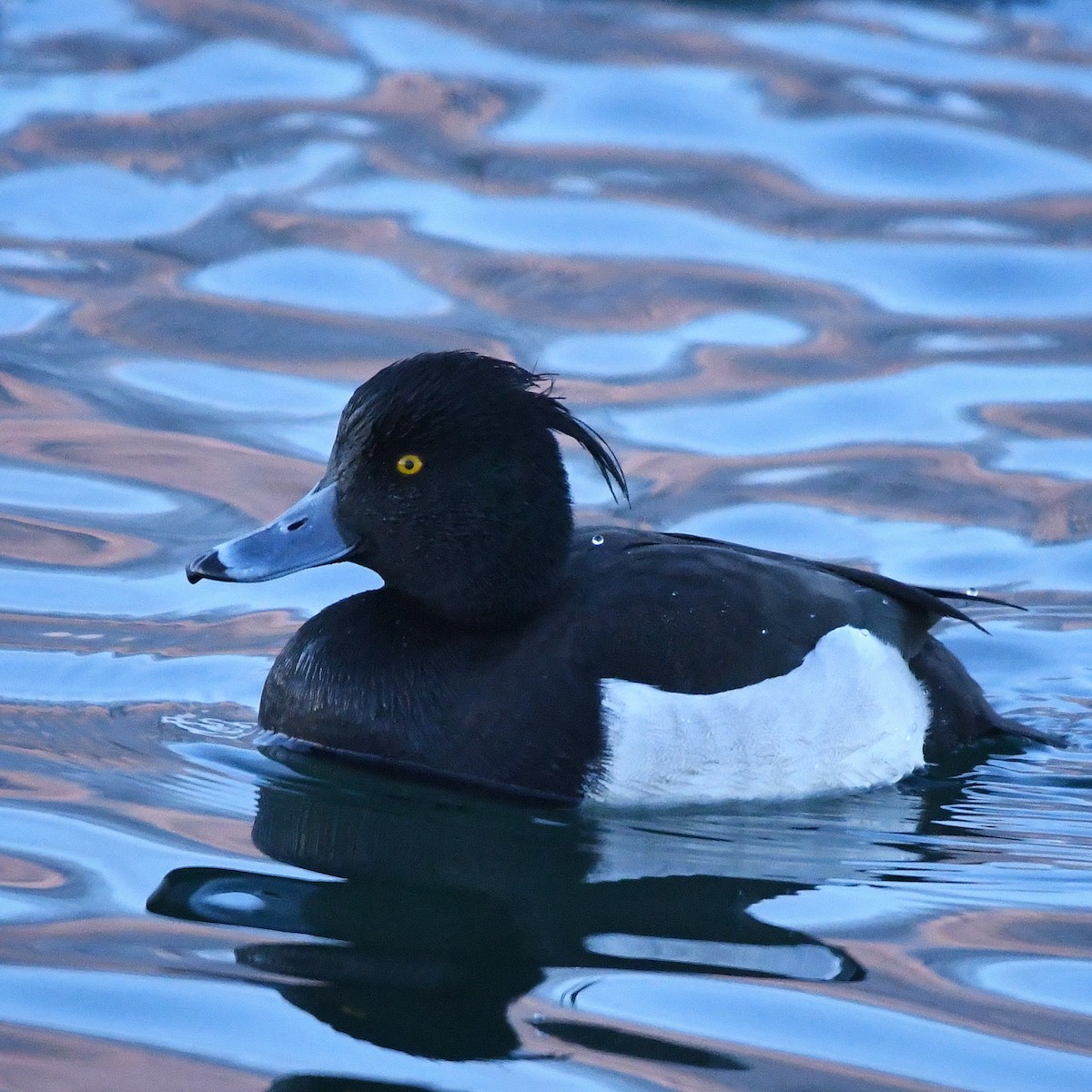 toppand - ML646507121