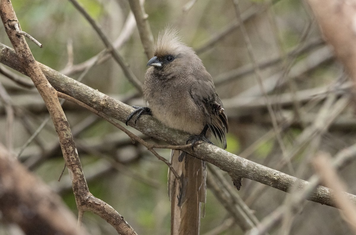 Speckled Mousebird - ML646507124