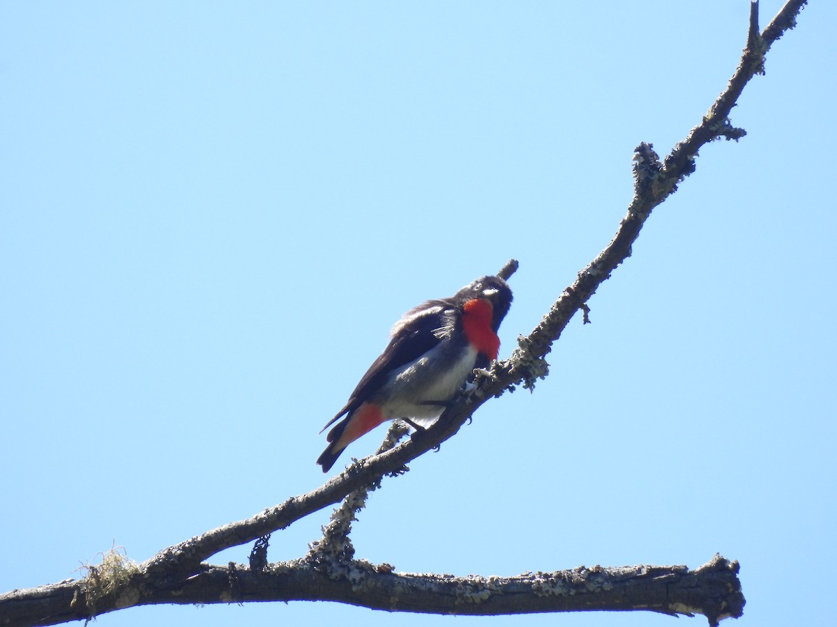 Mistletoebird - ML646507125