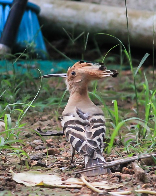 Abubilla Común - ML646507126