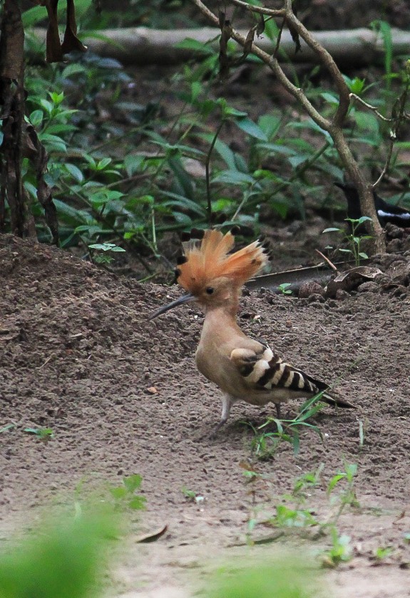 Abubilla Común - ML646507127