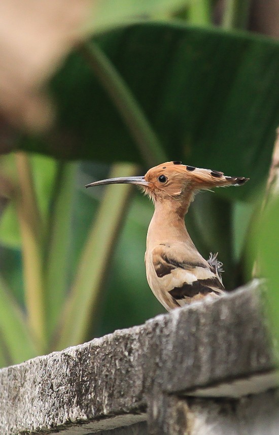 Abubilla Común - ML646507128