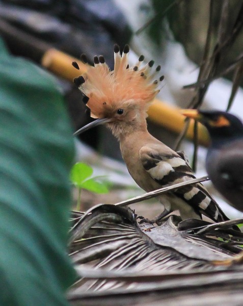 Abubilla Común - ML646507130