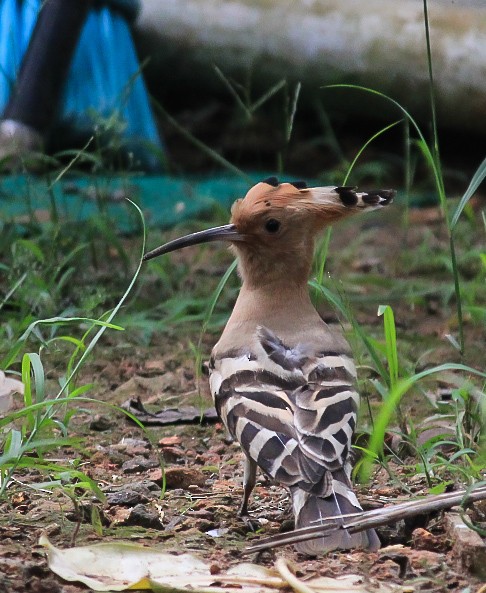 Abubilla Común - ML646507131