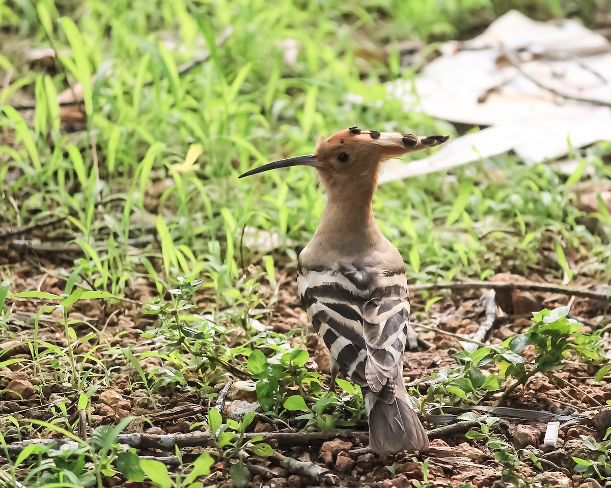 Abubilla Común - ML646507132