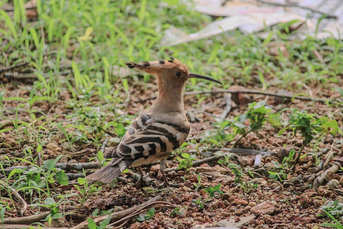 Abubilla Común - ML646507134