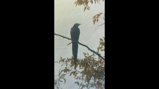 Мерл довгохвостий - ML646507135