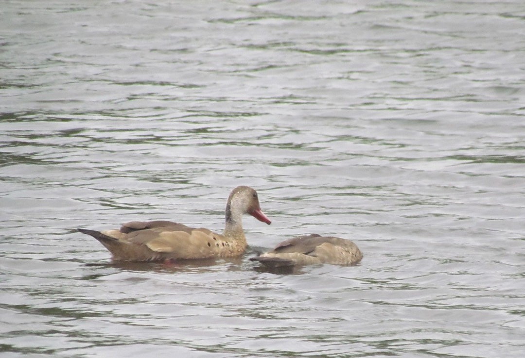 Brazilian Teal - ML646507136