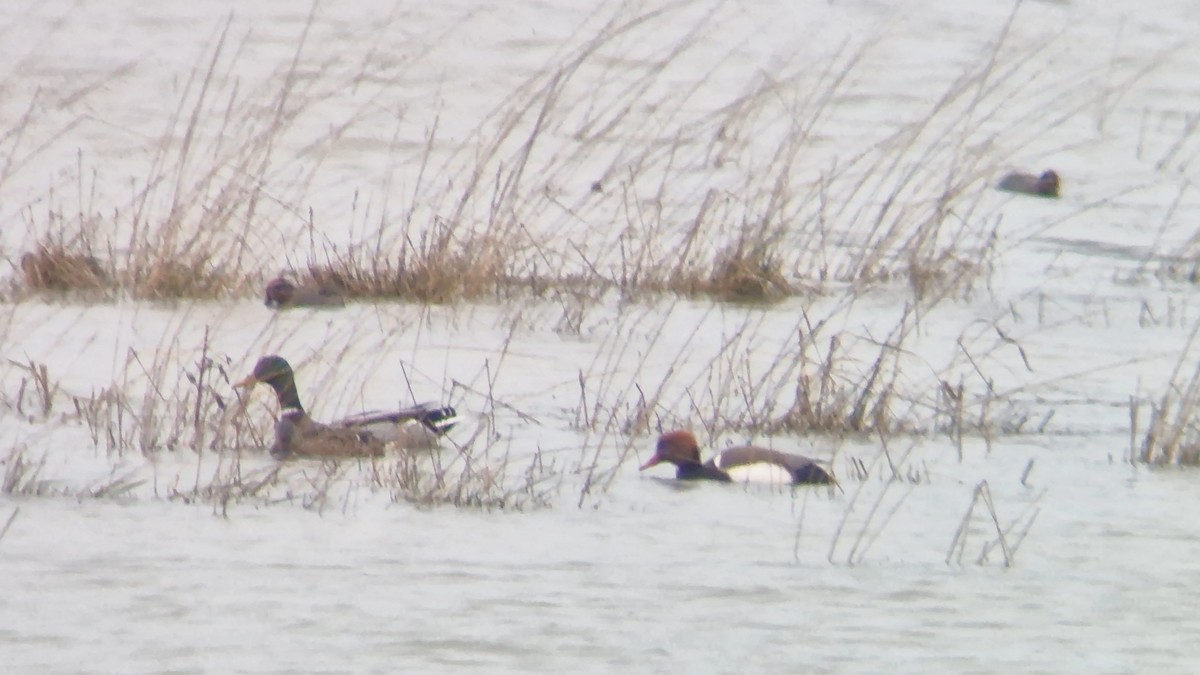 נטה אדומת-ראש - ML646507138