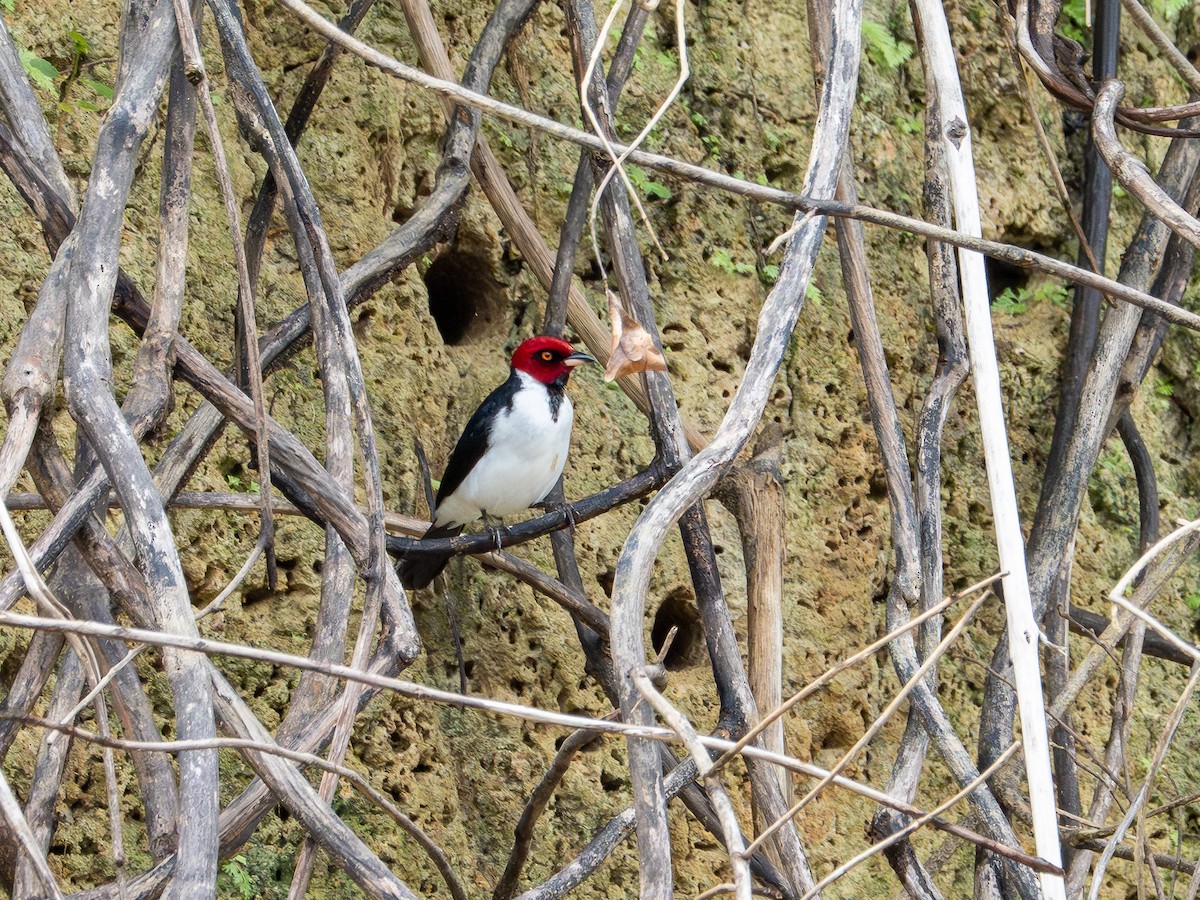 Red-capped Cardinal - ML646507140