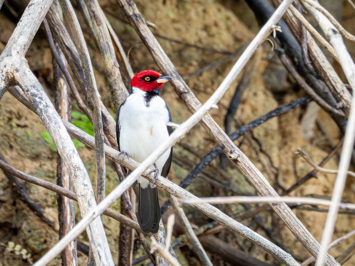 Red-capped Cardinal - ML646507141