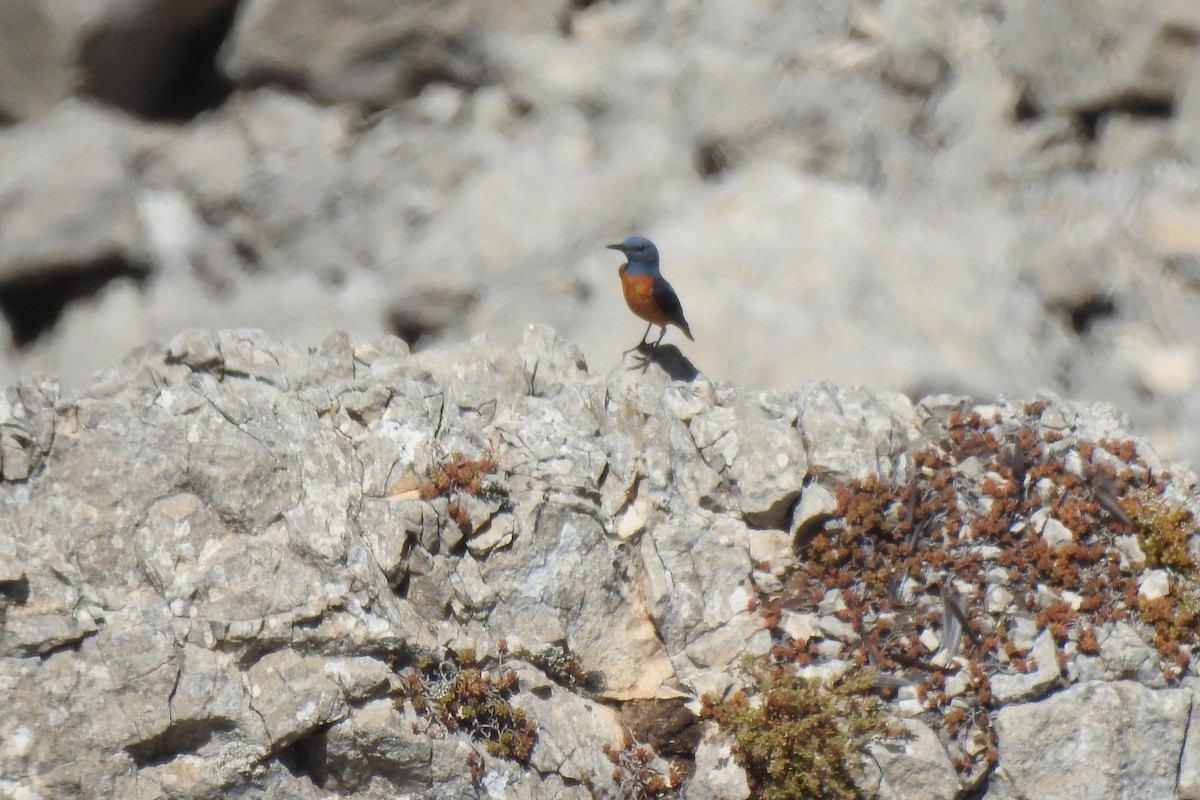 Хадны жижир - ML646507142