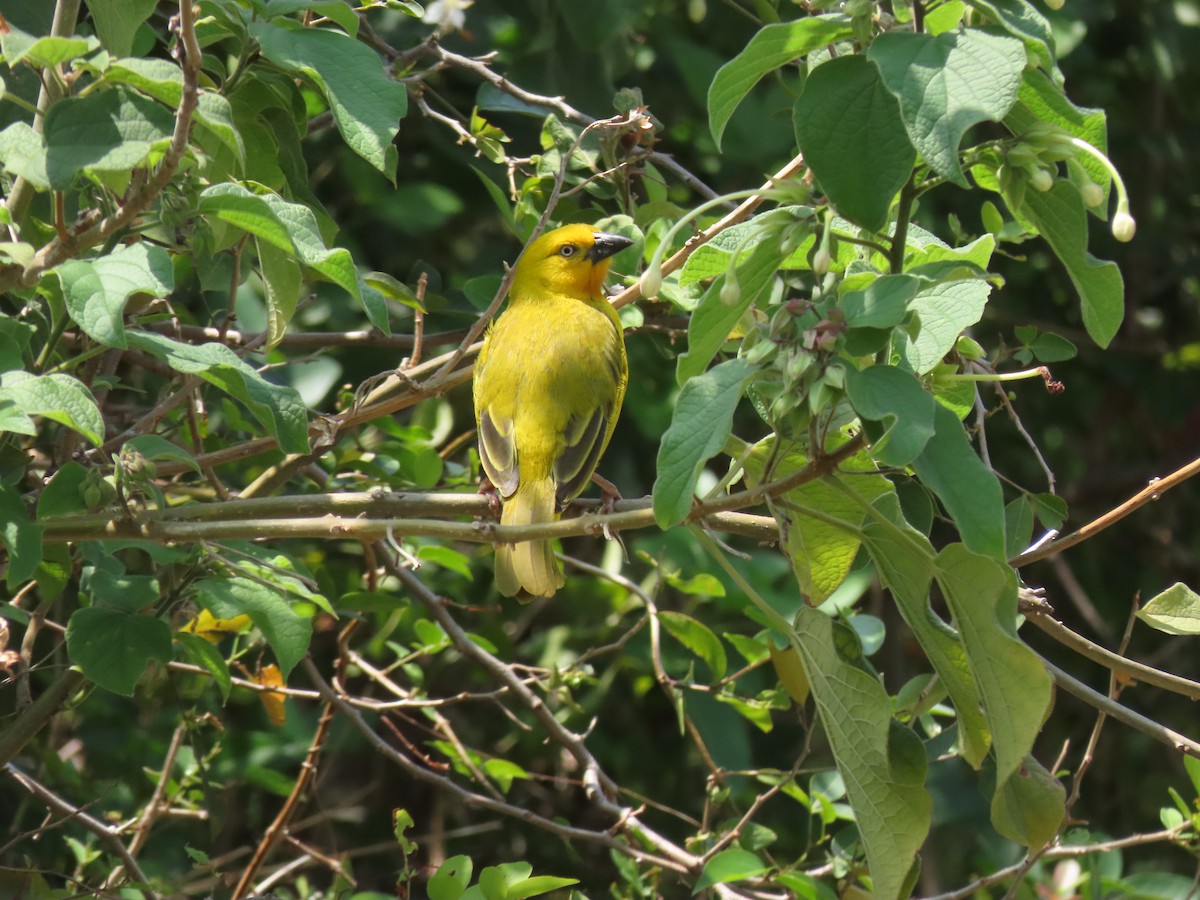Holub's Golden-Weaver - ML646507143