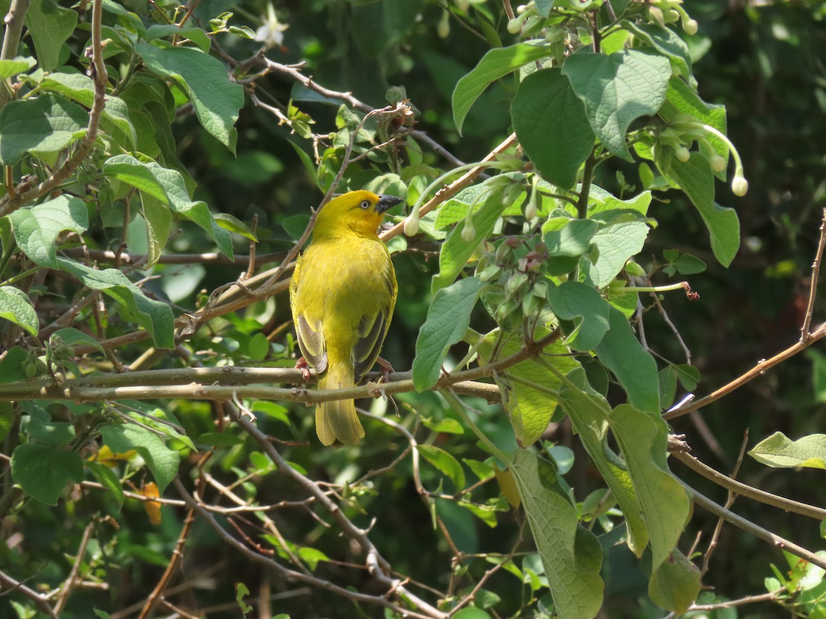 Holub's Golden-Weaver - ML646507144