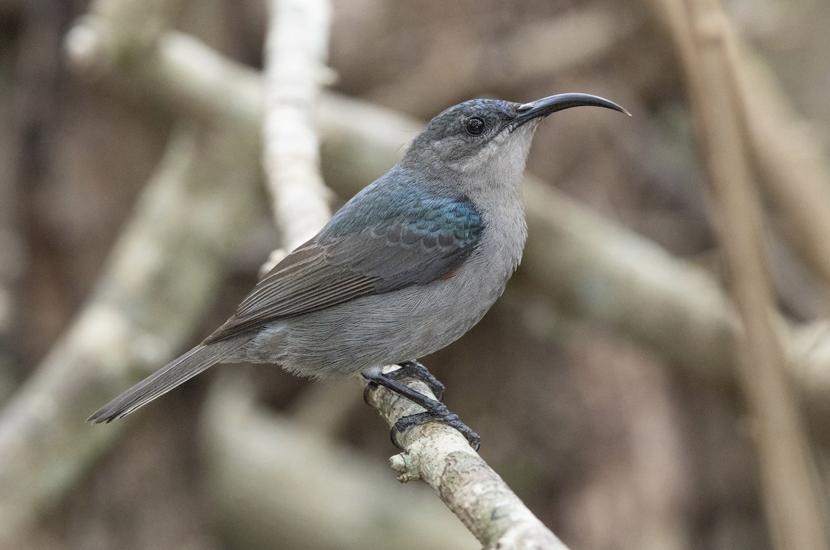 Mouse-colored Sunbird - ML646507145