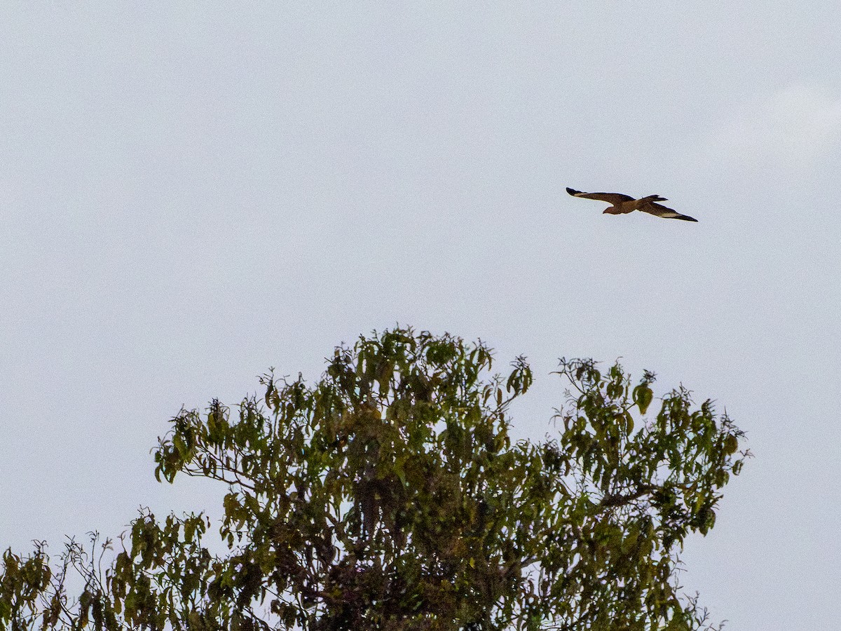 Yellow-headed Caracara - ML646507147