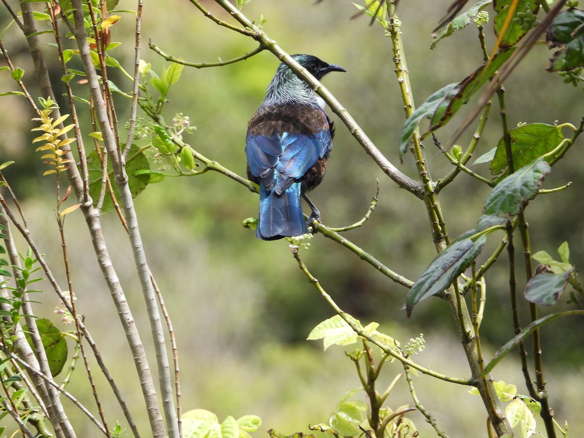 Méliphage tui - ML646507148